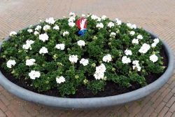 Image1